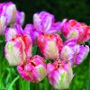 Салфетки Parrot tulips